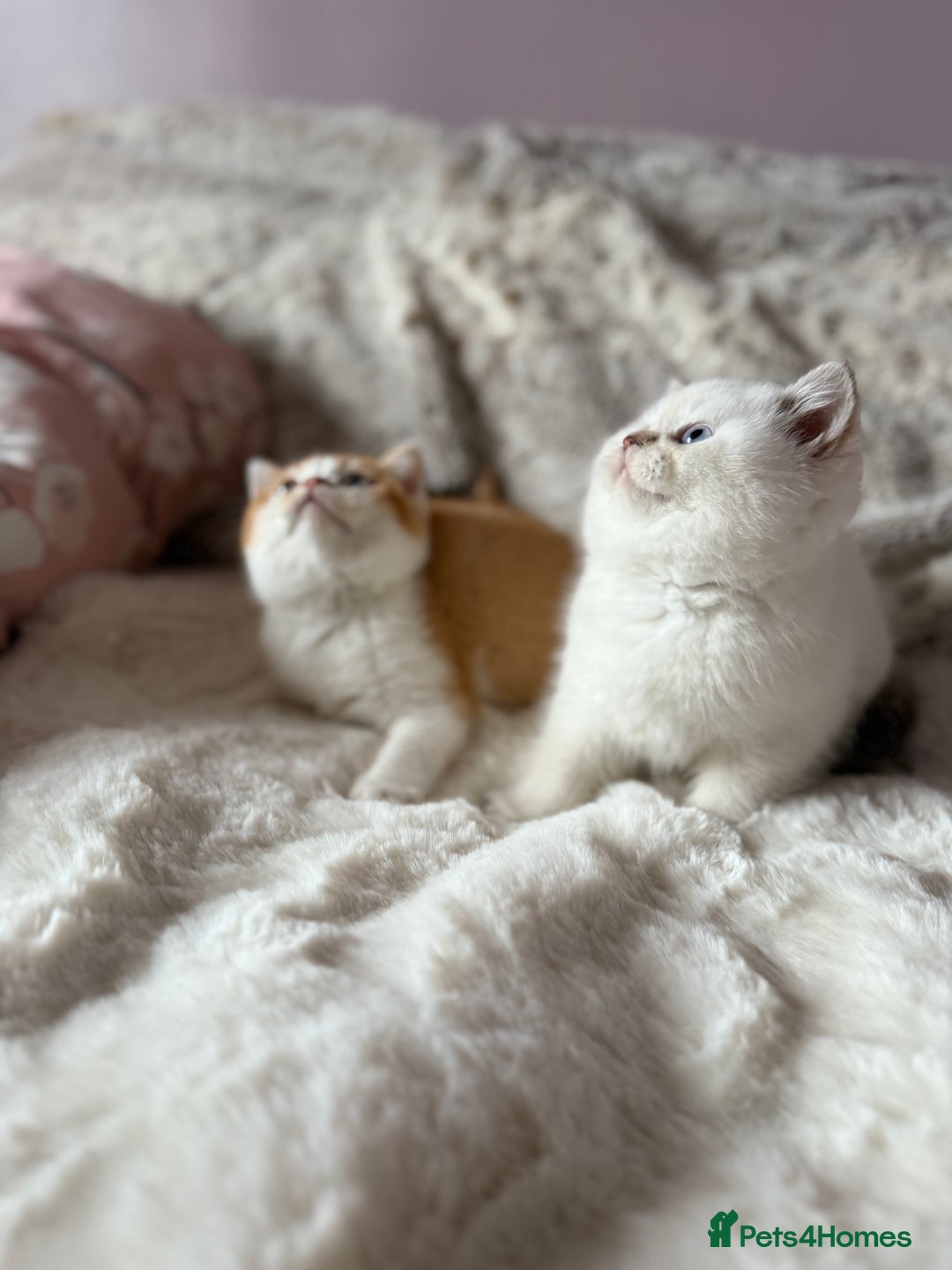 British Shorthair cats for sale: Quality British Shorthair kittens  - Image 7