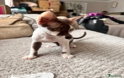 Devon Rex cats for sale: Beautiful tortie girl  - Image 2