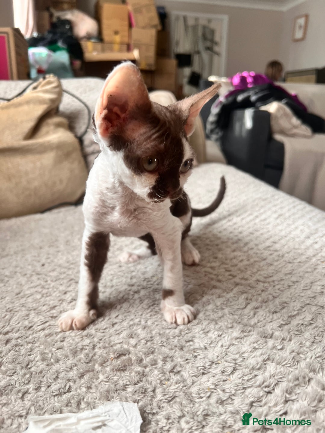 Devon Rex cats for sale: Beautiful tortie girl  - Image 2