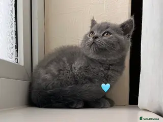 Scottish Fold cats Lovely Scottish fold/straight Kittens - Advert 2