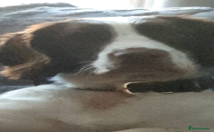 English Springer Spaniel dogs - Advert 7