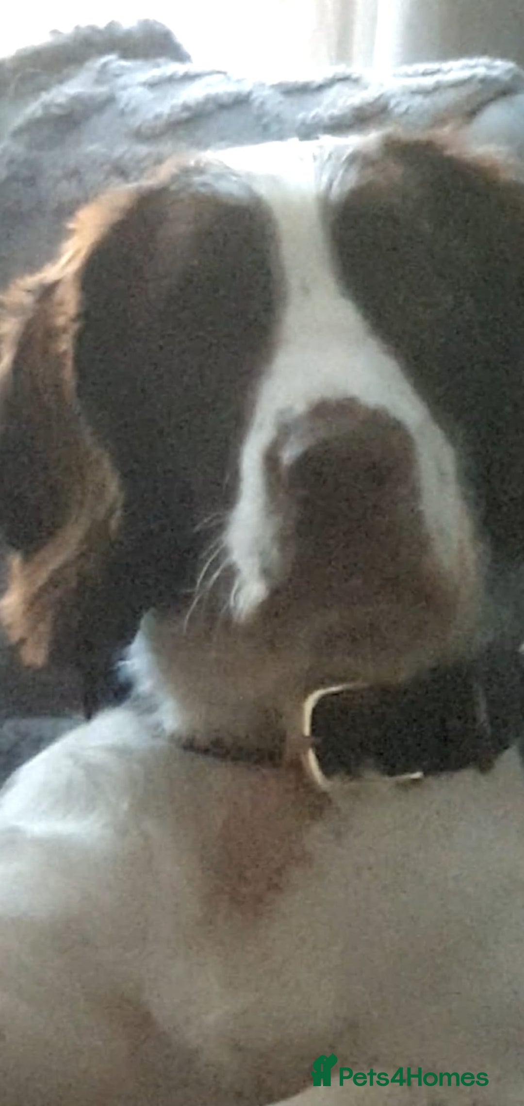 English Springer Spaniel dogs for stud: English springer spaniel for stud. - Image 1