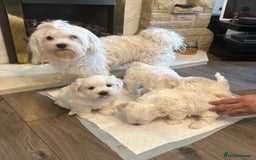 Maltese dogs for sale: Cute Maltese Puppies Looking for Loving Homes🇬🇧  - Image 22