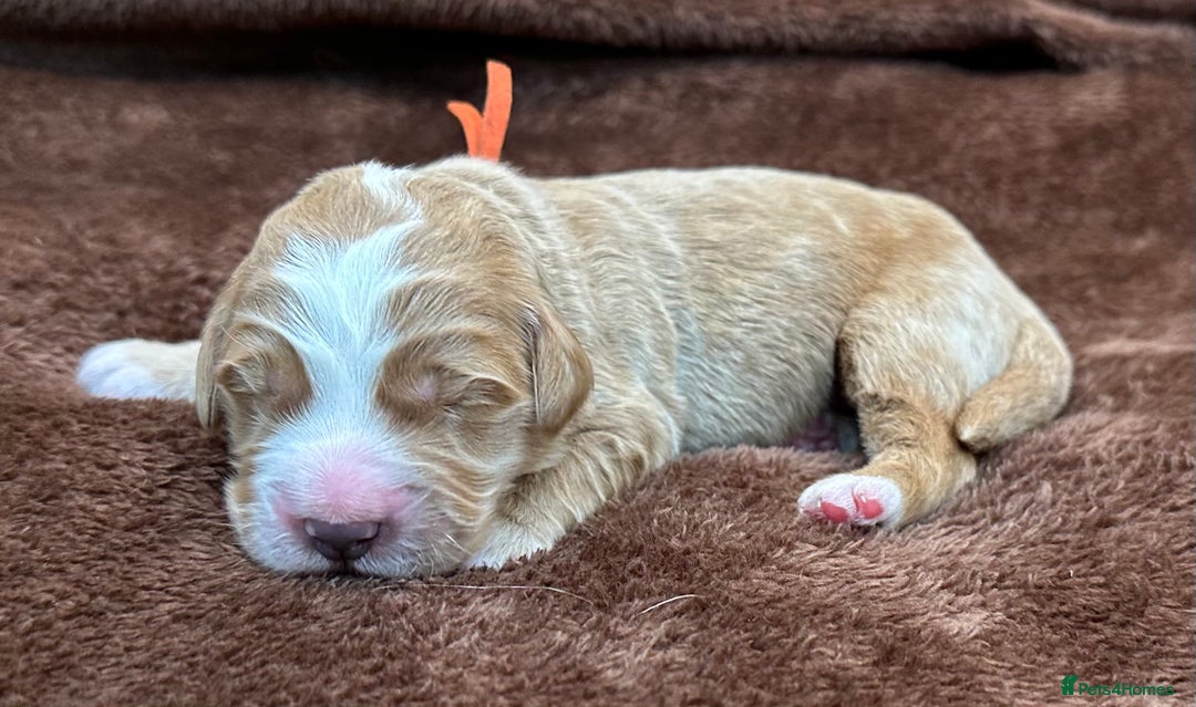 Double Doodle dogs for sale: Double Doodle puppies from Health tested parents - Image 10