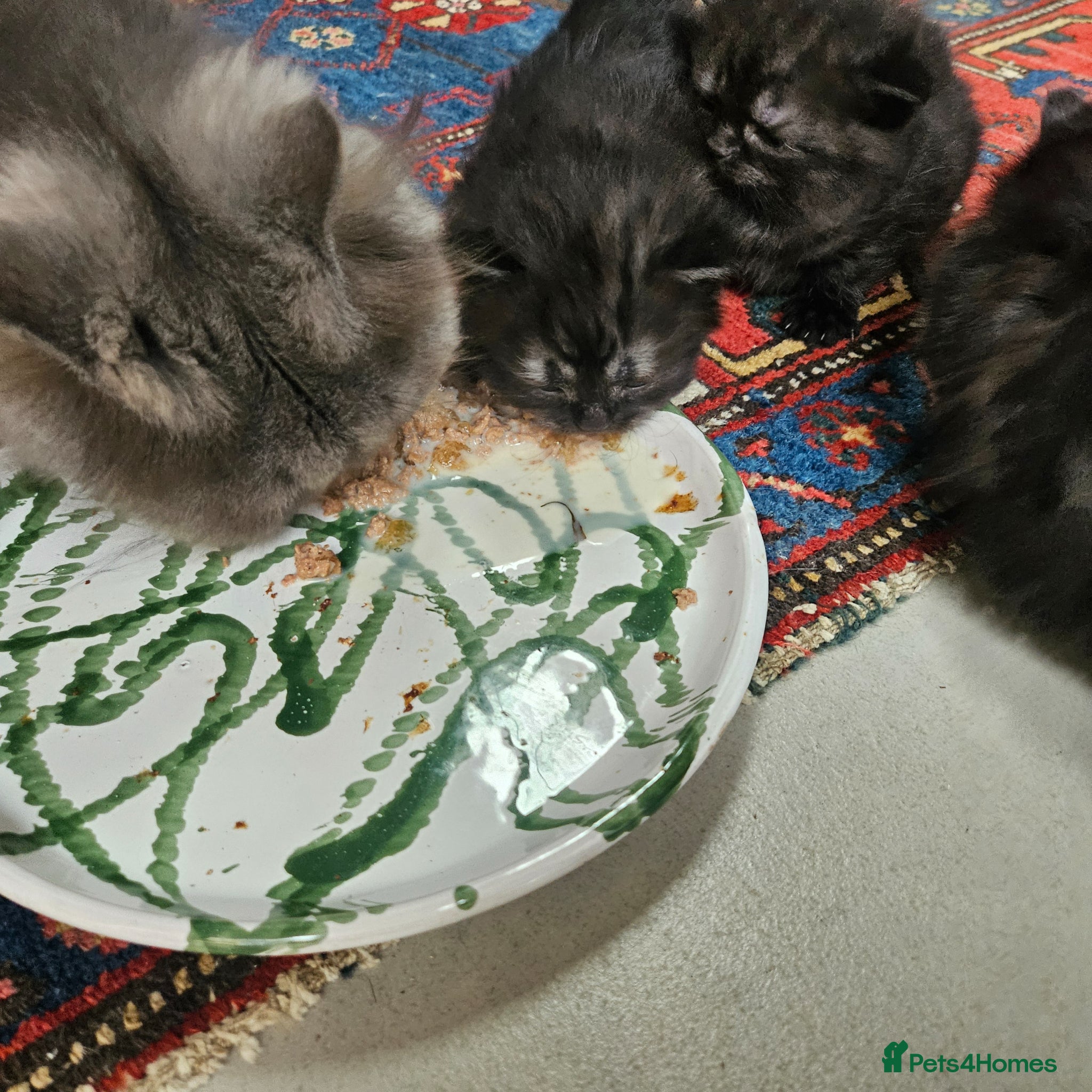 Persian cats for sale: Persian x kittens in Crewkerne - Advert 3