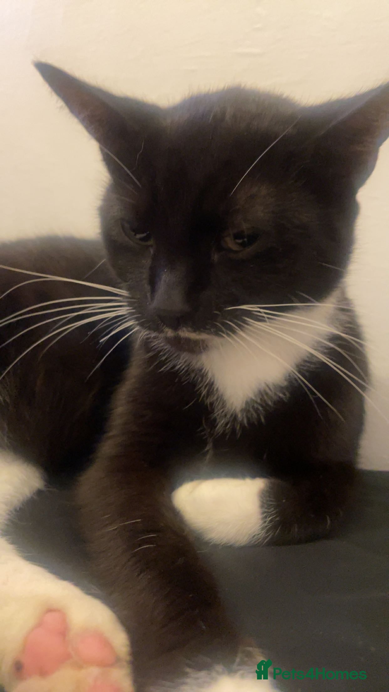 Mixed Breed cats Gorgeous kittens looking for new home  - Advert 2