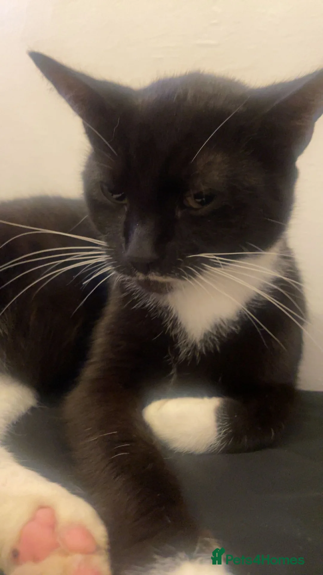 Mixed Breed cats for sale: Gorgeous kittens looking for new home  - Advert 1