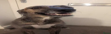 Doggo