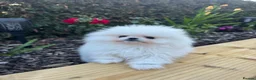 Pomeranian dogs for sale: Pomeranian  in Dover - Advert 5