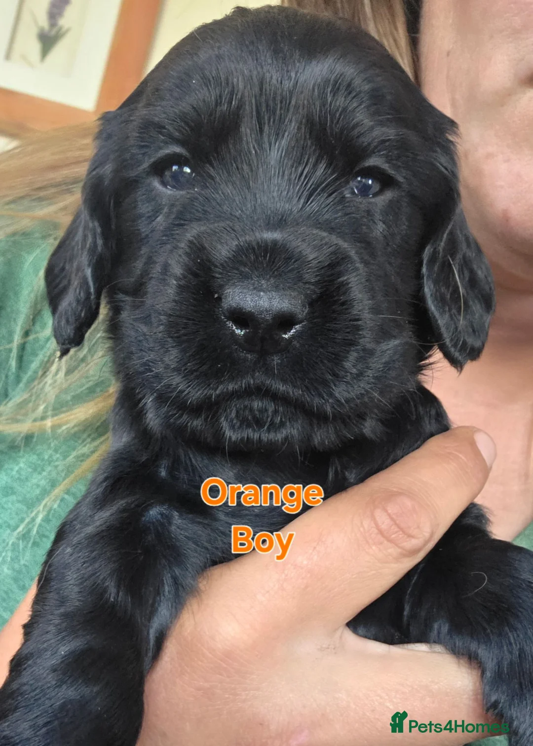 Cocker Spaniel dogs for sale: Beautiful cocker spaniel puppies - Advert 11