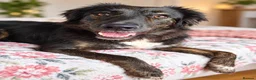 Mixed Breed dogs for sale: Meet Grace: beautiful 2yrs old BrindleCrossbreed - Advert 4