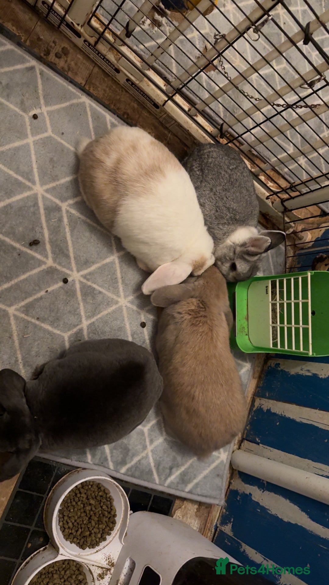 Mixed Breed rabbits for sale: For stunning rabbits looking for a new home  - Advert 2