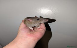 Rat rodents for sale: Dwarf & standard rats  - Image 3
