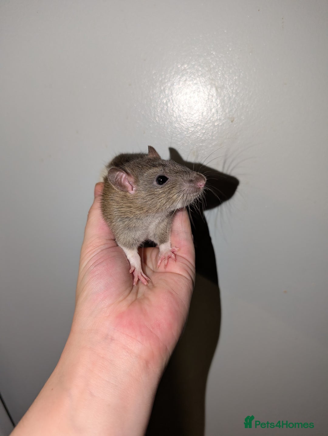 Rat rodents for sale: Dwarf & standard rats  - Image 3
