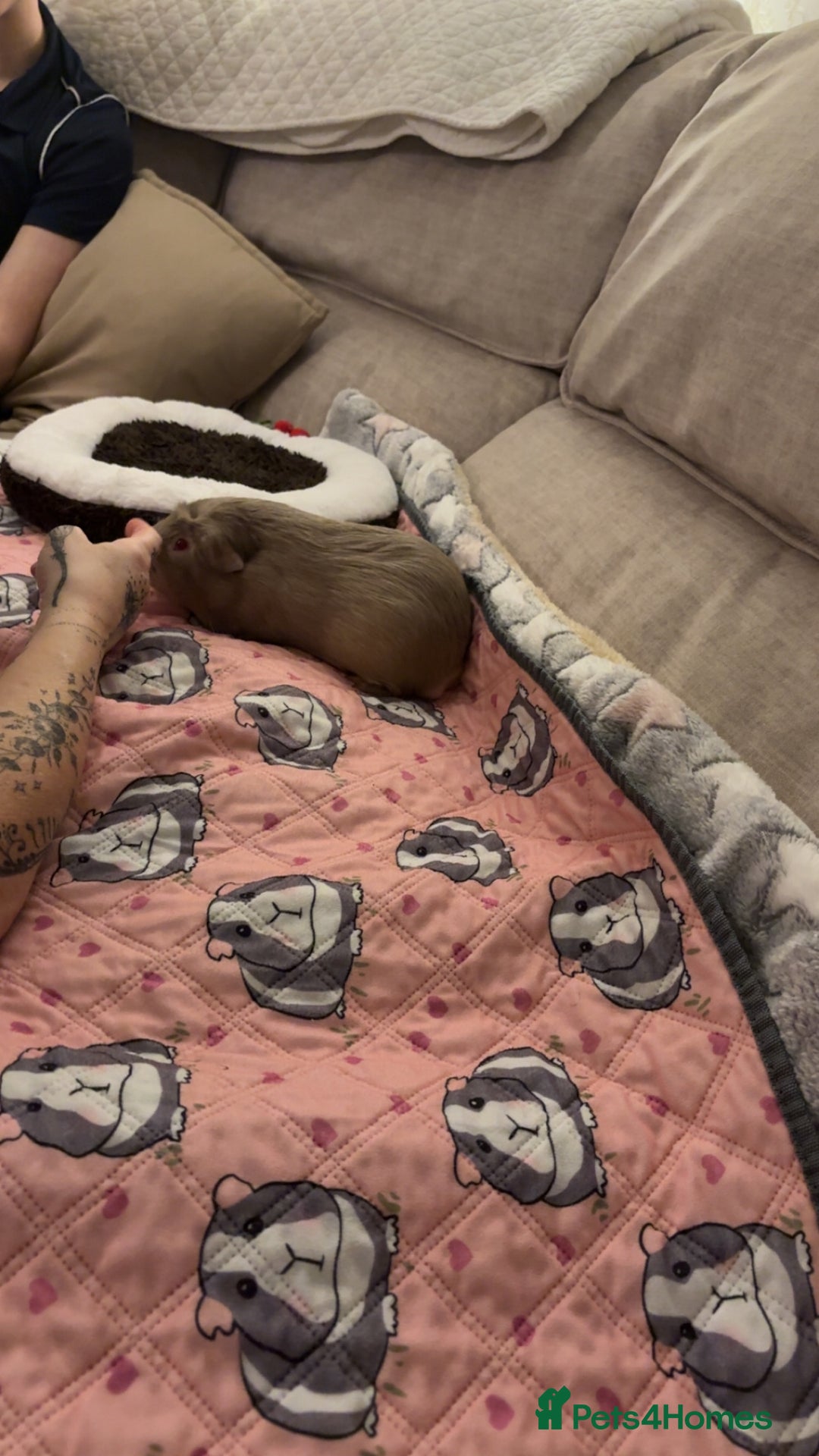 Guinea Pig rodents for sale: Gorgeous male Guinea pig - Advert 3