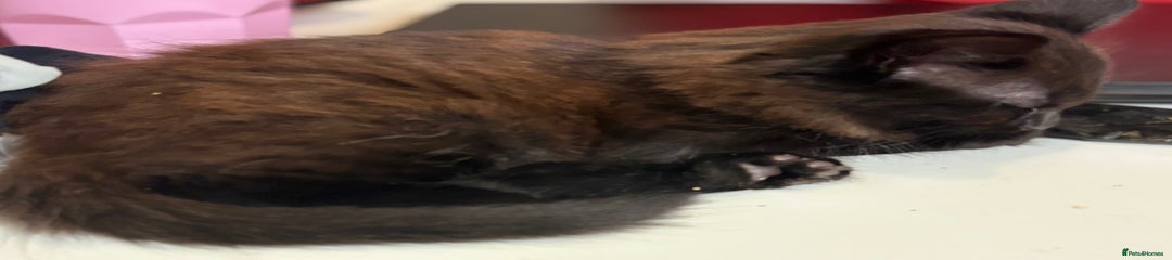 Mixed Breed Kitten 1