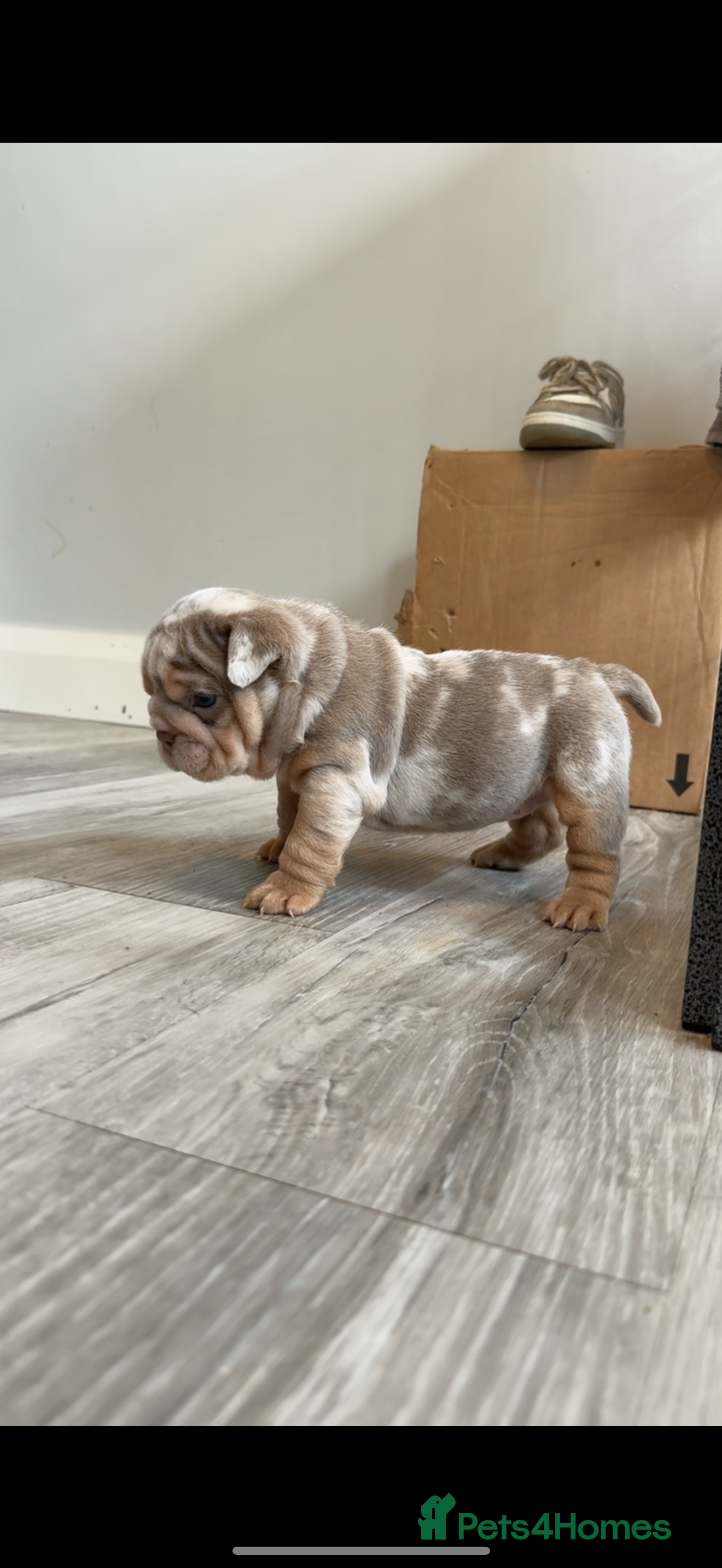 English Bulldog dogs for sale: English bulldog puppies  - Advert 6