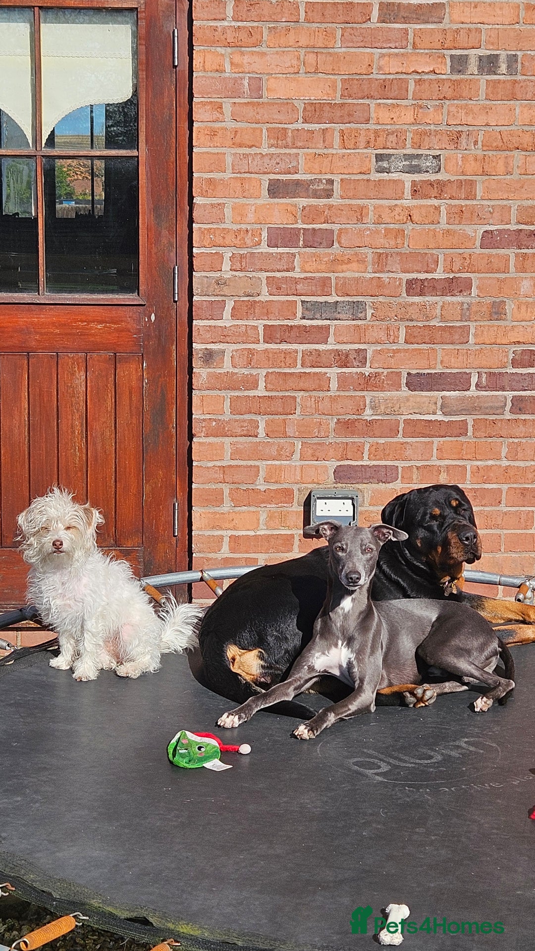 Whippet dogs for stud: Socks blue whippet stud  - Advert 4