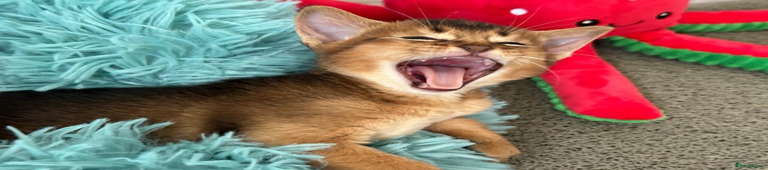 Abyssinian Kitten 1 Ruddy boy orange collar 