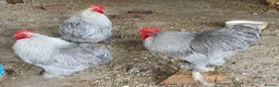 Chickens poultry for sale: Pekin Lavender Cockerels - Advert 2