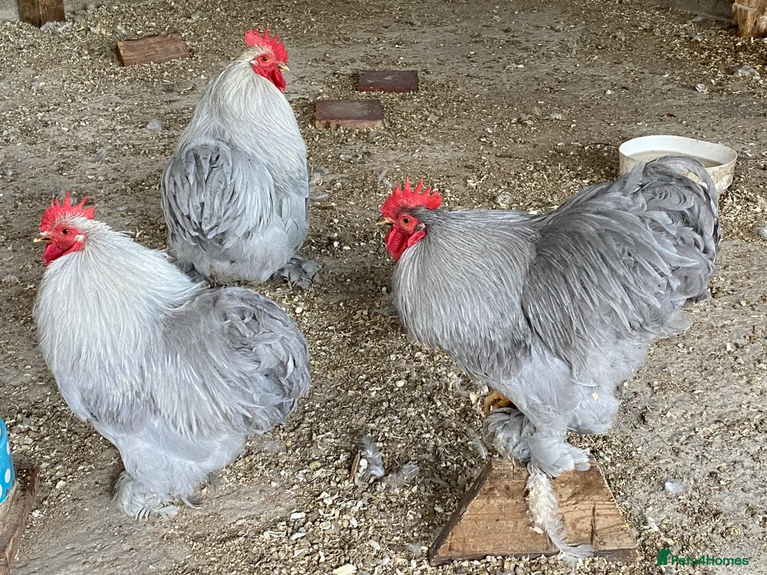 Chickens poultry for sale: Pekin Lavender Cockerels - Advert 2