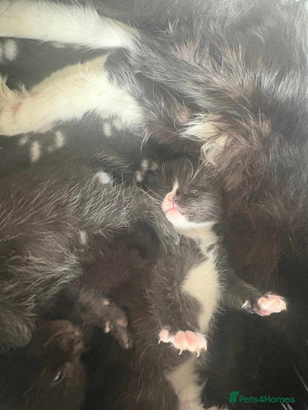 Mixed Breed cats for sale: Kittens for sale ❤️ - Advert 5