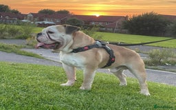 English Bulldog dogs for stud: Stud Dog  - Image 1