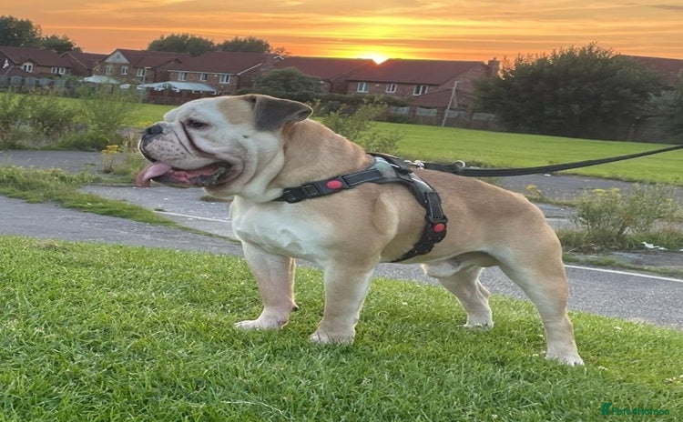 English Bulldog dogs - Advert 1