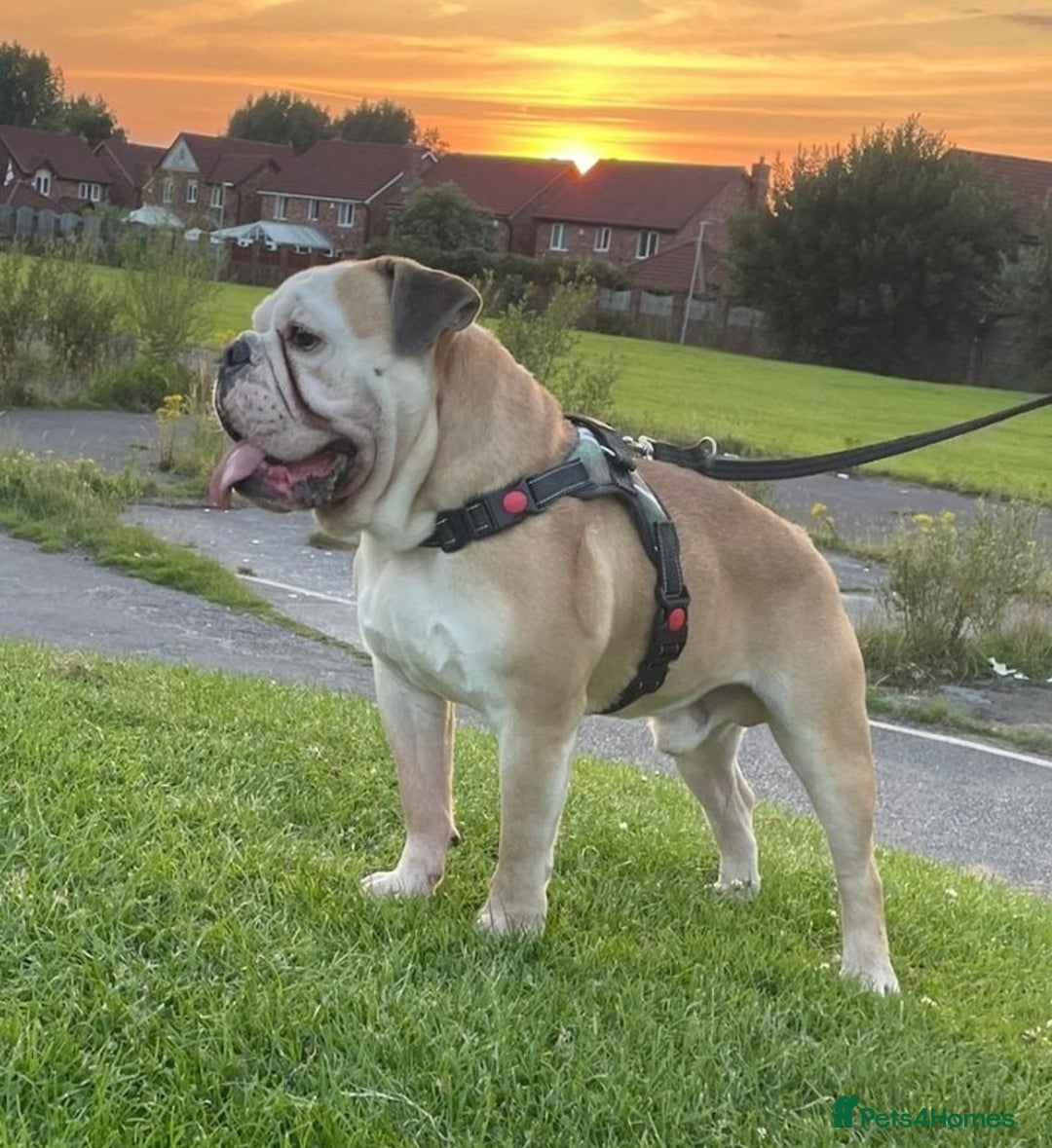 English Bulldog dogs for stud: Stud Dog  - Image 1