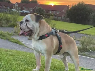 English Bulldog dogs Bulldog Stud - Advert 1