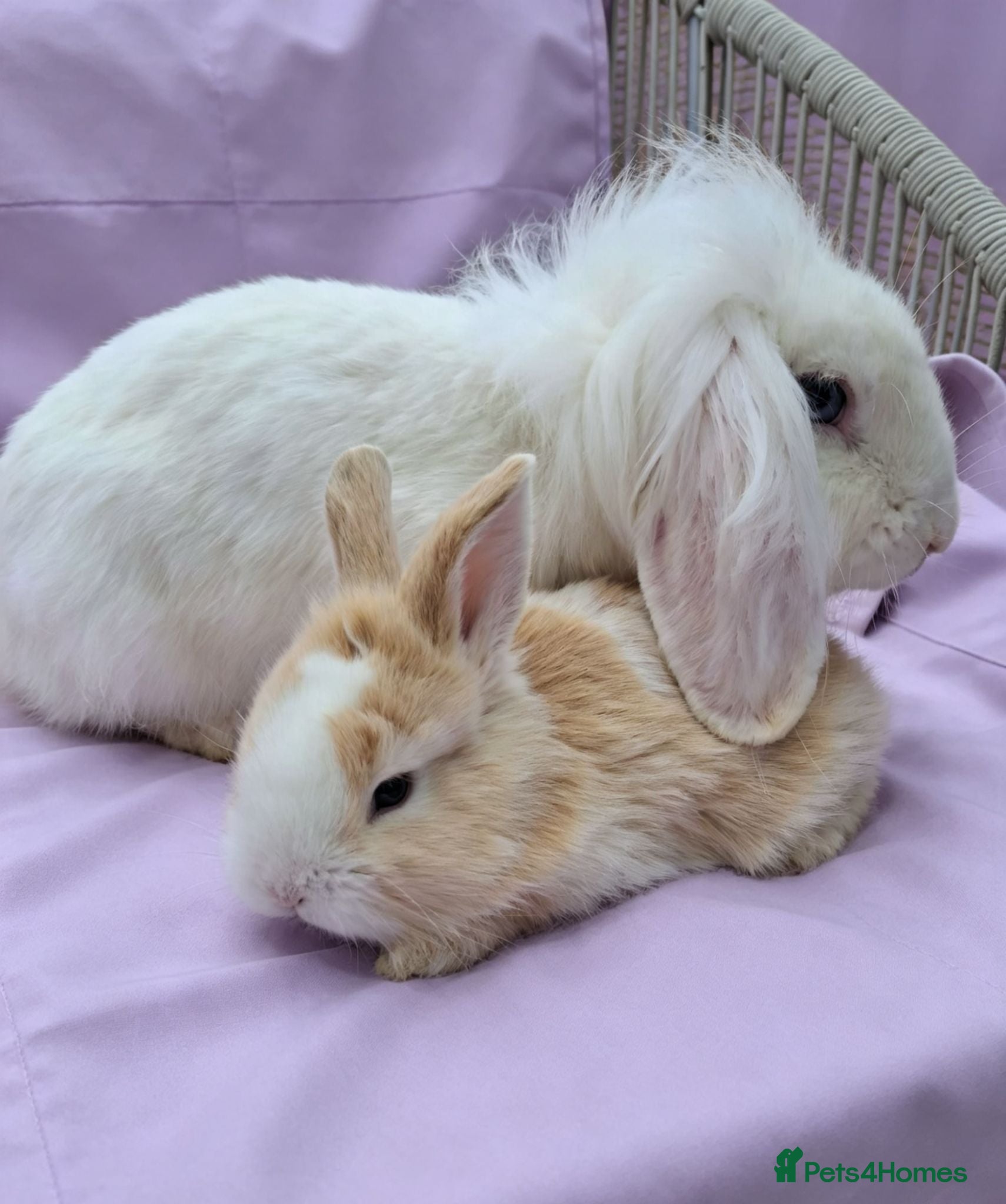 Mini Lion Lop rabbits Mum and daughter mini lion lops - Advert 1