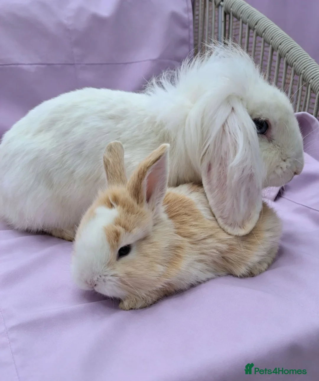 Mini Lion Lop rabbits for sale: Mum and daughter mini lion lops - Advert 1