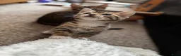Mixed Breed cats for sale: Bengal x Tabby mixbreed. - Advert 15