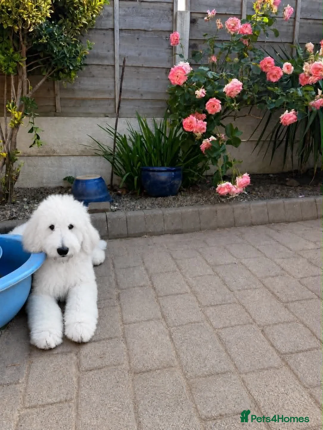 Standard Poodle dogs for sale: 🐾 Last 2 KC Standard Poodle Boys – Ready Now 🐾 - Advert 1