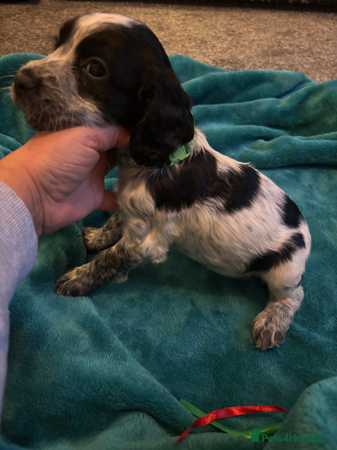 Cocker Spaniel dogs for sale: Georgous blue roan cocker spaniels - Image 24