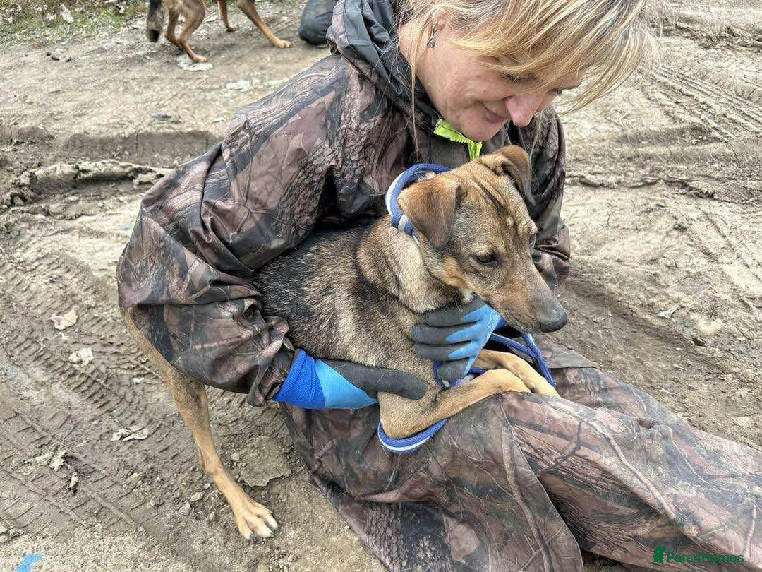 Mixed Breed dogs for adoption: Flora - Norwich Norfolk  - Advert 4