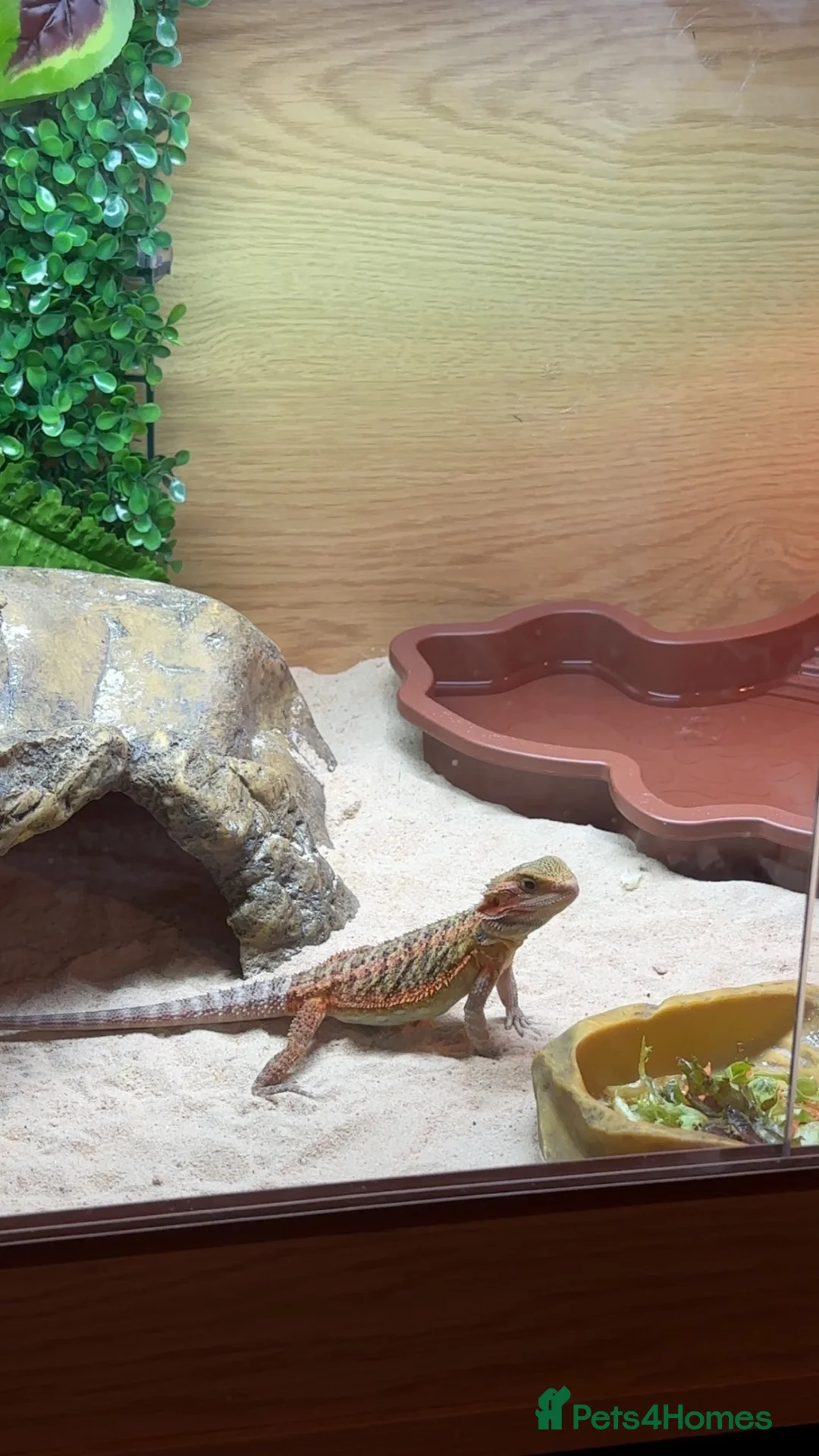 Bearded Dragon reptiles for sale: 10 month old female bearded dragon  in Pembroke Dock - Advert 8