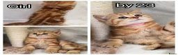 British Shorthair cats for sale: British Sh golden odd /blue eyed kittens GCCF  - Advert 5