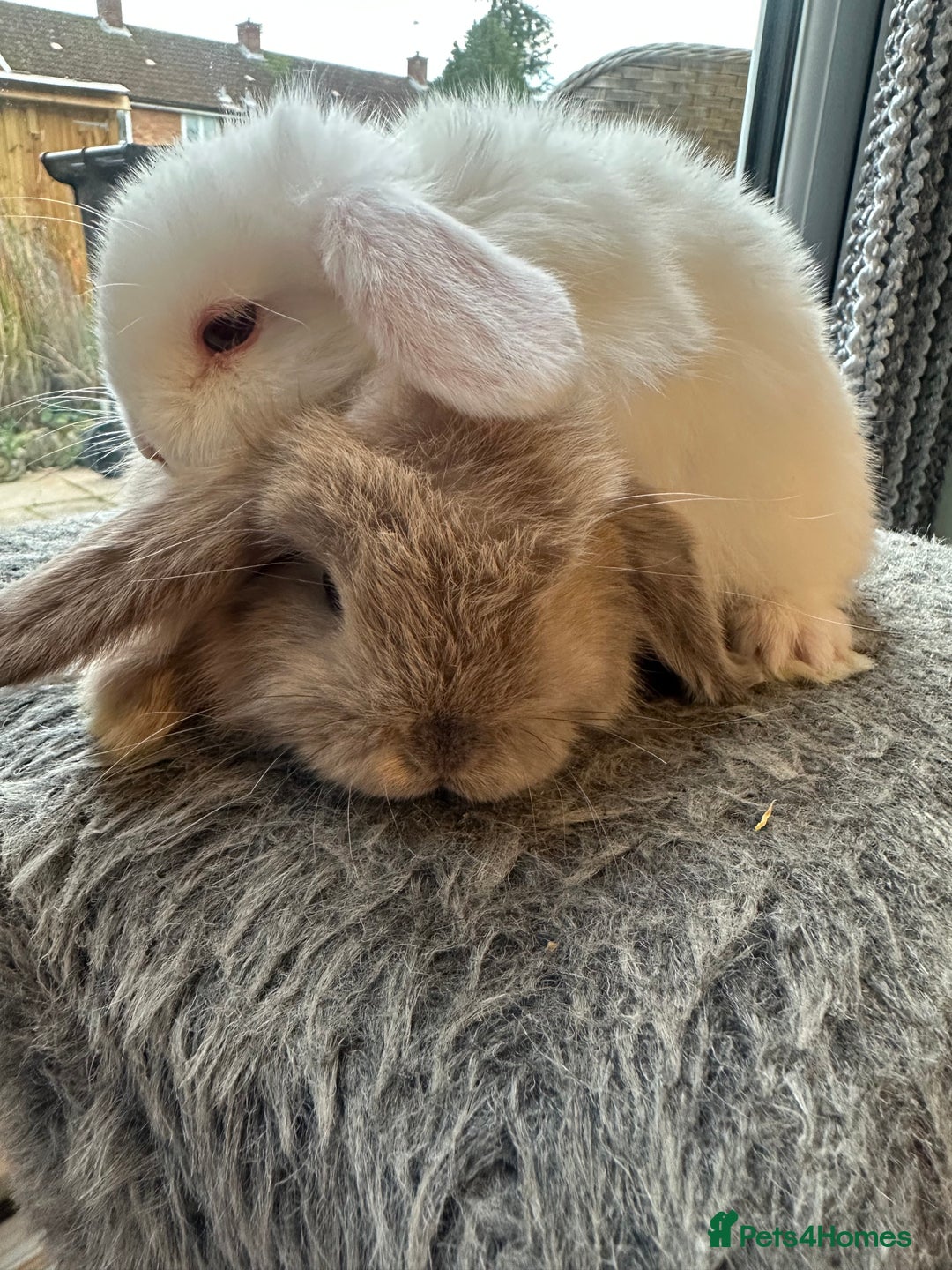 Mini Lop rabbits for sale: Lovely pair of mini lops. - Advert 4