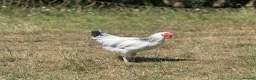 Chickens poultry for sale: Pure Breed Cockerels  - Advert 6