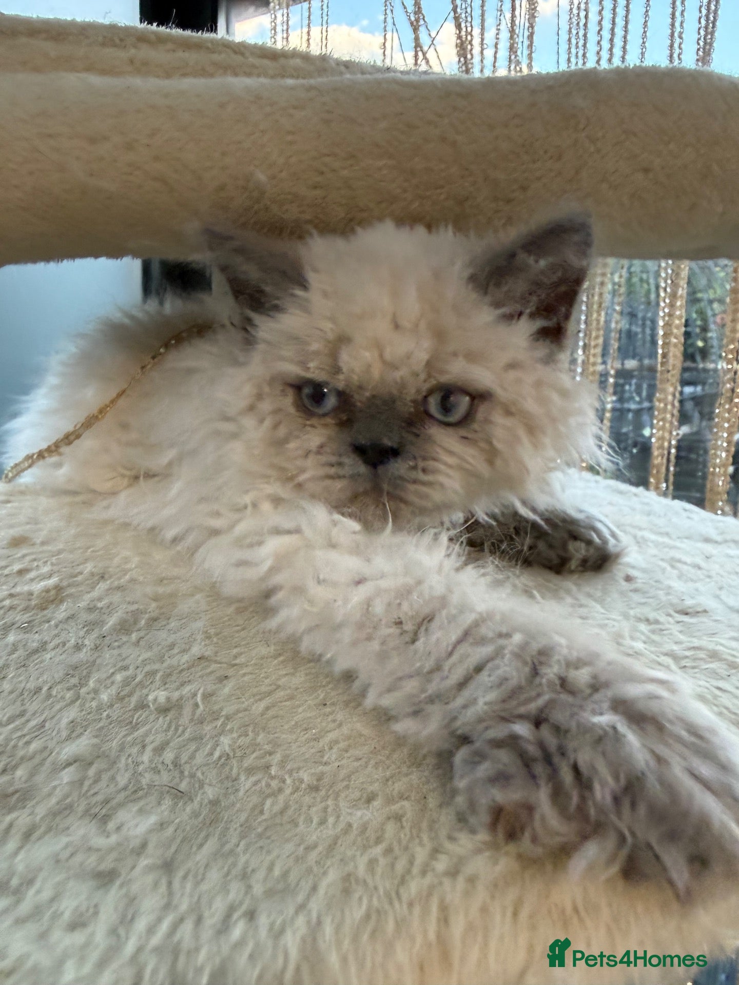 Selkirk Rex cats Little lamb one curly girl left 🐑 - Advert 1