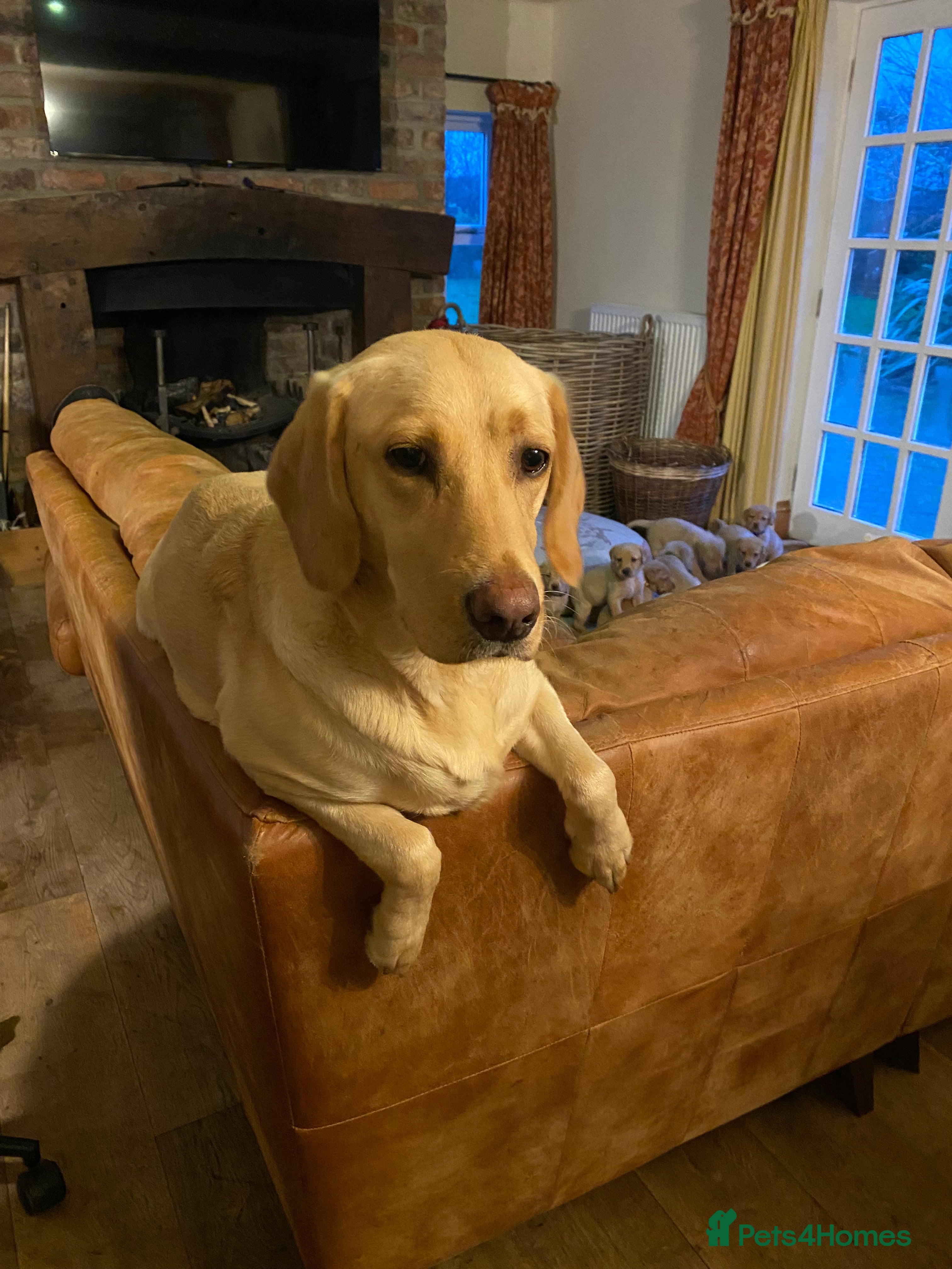 Labrador Retriever dogs STUNNING LABRADOR PUPPIES  - Advert 2