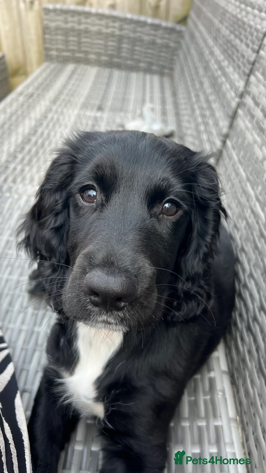 Sprocker dogs for stud: Black and white male sprocker spaniel  - Advert 7
