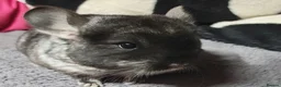Chinchilla rodents for sale: Various baby chinchillas for sale - Advert 3