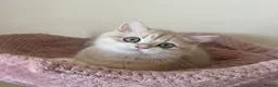 British Shorthair cats for sale: Delightful Golden British Shorthair Kittens - Advert 15