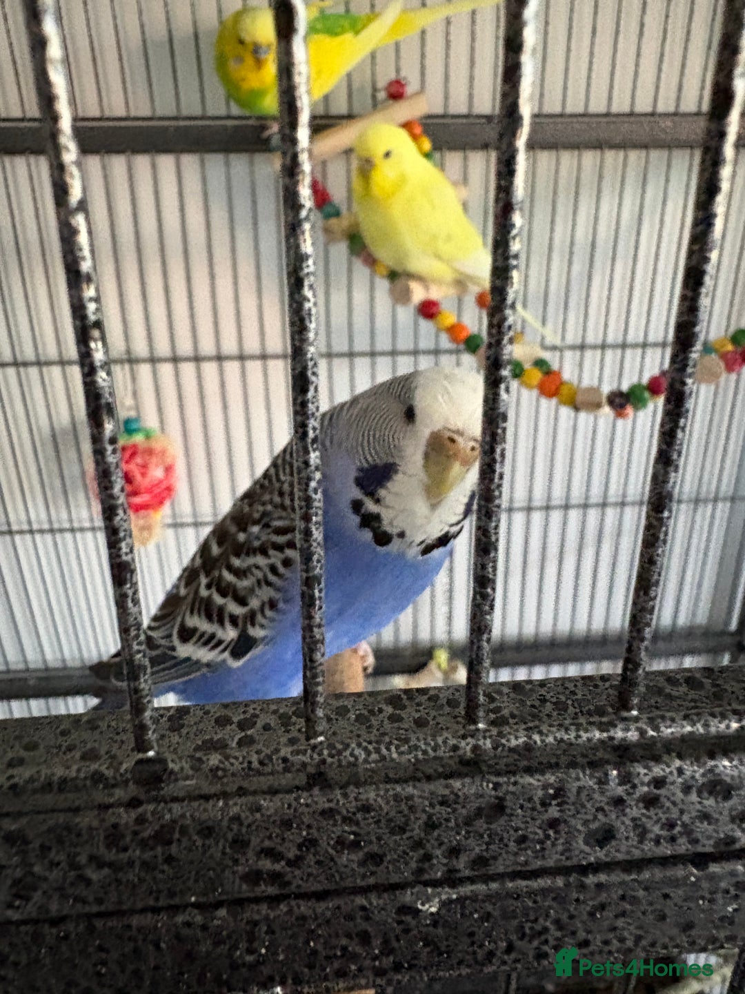 Budgerigars birds for sale: 5 budgies in need of rehoming with cage - Advert 4