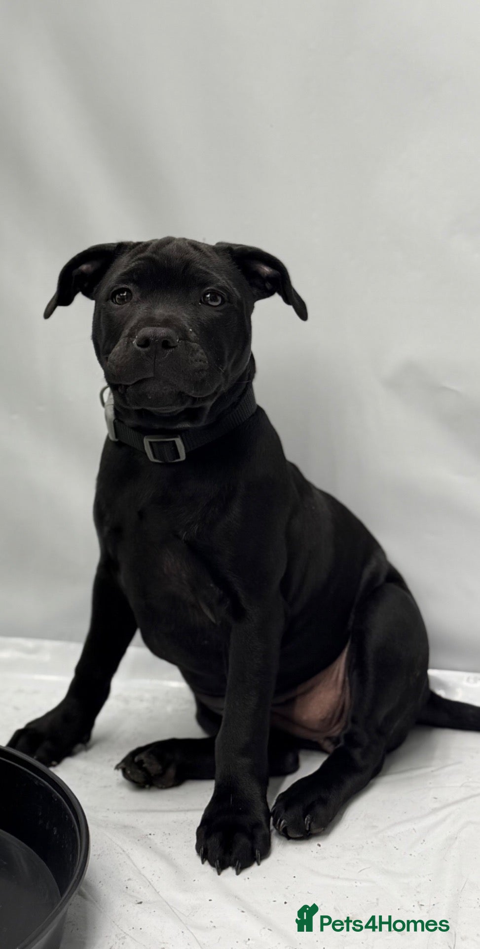 Staffordshire Bull Terrier dogs Health Tested KC Staffordshire Bull Terriers - Advert 1