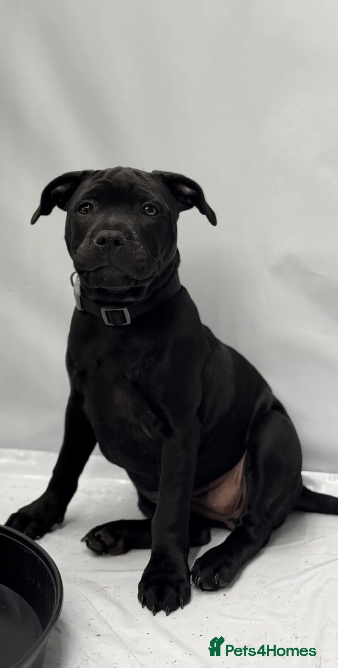 Staffordshire Bull Terrier dogs for sale: Health Tested KC Staffordshire Bull Terriers - Advert 1
