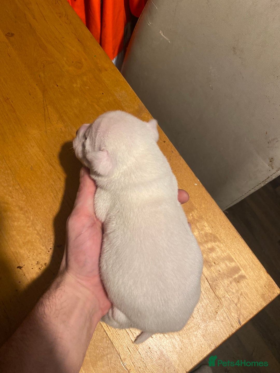 Mixed Breed dogs for sale: I have five pups for sale - Advert 9