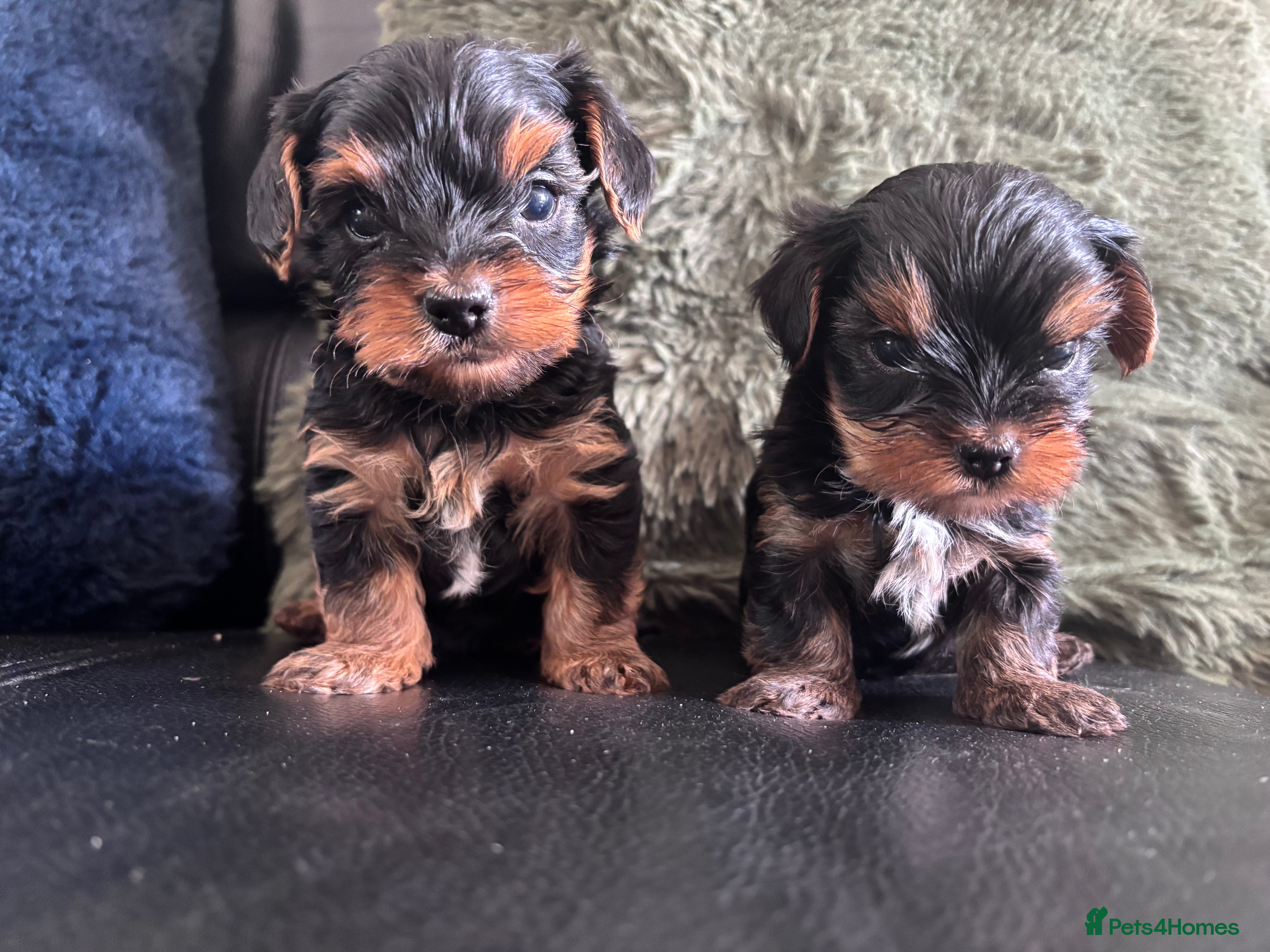 Yorkshire Terrier dogs Only BOYS available  - Advert 1